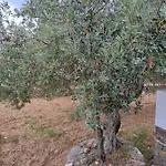 Madilides *
